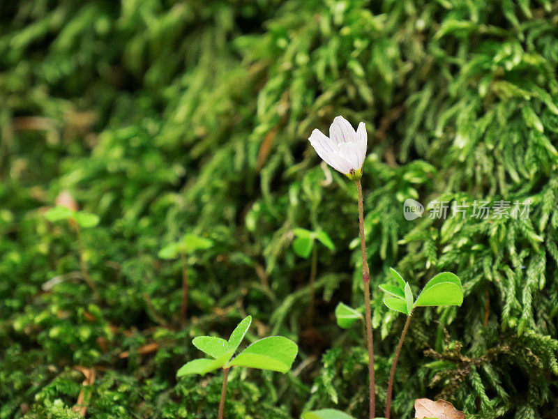 酢浆草(Oxalis acetosella)花。